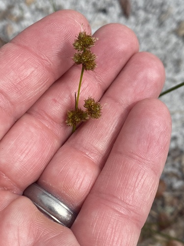 Image of Juncus scirpoides by (c) Mark Eanes, some rights reserved (CC BY)