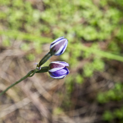 Thelymitra nervosa