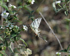 Protographium epidaus epidaus