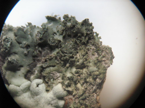 Phaeophyscia nigricans image