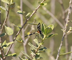 Syntomeida melanthus