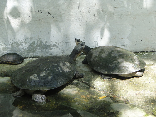 Podocnemis lewyana