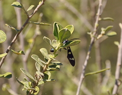 Syntomeida melanthus