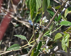 Syntomeida melanthus