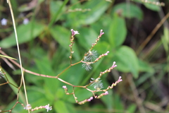 Valeriana urticifolia