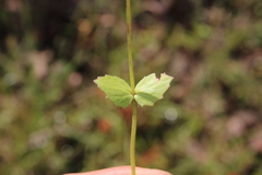 Valeriana urticifolia