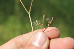 Valeriana urticifolia