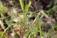 Valeriana urticifolia