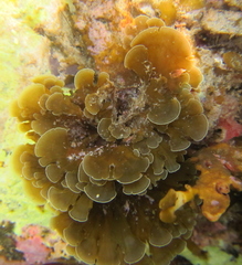 Zonaria aureomarginata