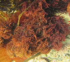 Melanthalia abscissa