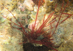 Vidalia colensoi