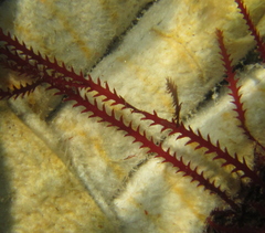 Vidalia colensoi