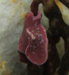 Lithophyllum carpophylli