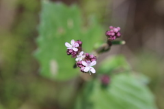Valeriana urticifolia