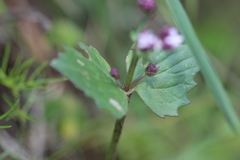 Valeriana urticifolia