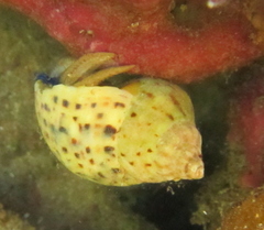 Paguristes barbatus