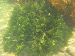 Caulerpa flexilis