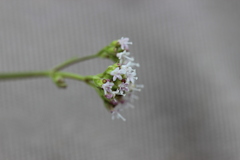 Valeriana densiflora