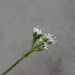 Valeriana densiflora - Photo (c) kevomc, some rights reserved (CC BY-NC), uploaded by kevomc