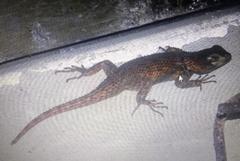 Sceloporus lundelli