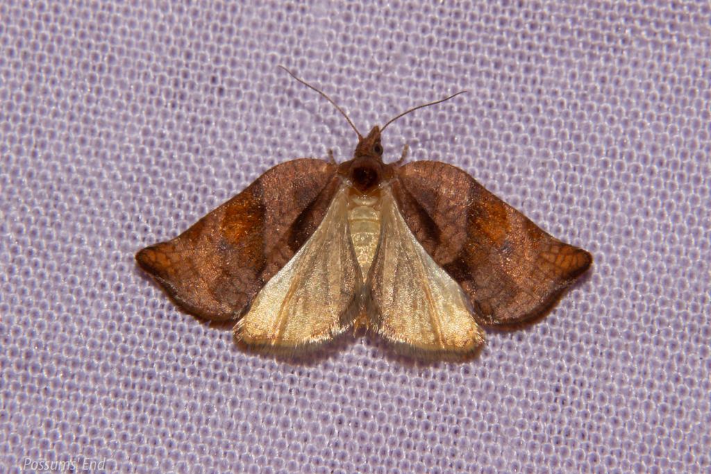 Pyrgotis eudorana