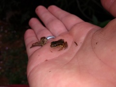 Leucostethus fraterdanieli