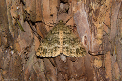 Pseudocoremia indistincta