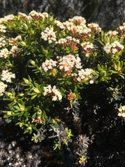 Ozothamnus ledifolius