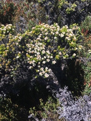 Ozothamnus ledifolius