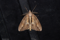 Pseudocoremia lupinata