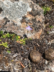 Wahlenbergia saxicola