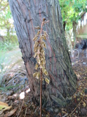 Gastrodia molloyi