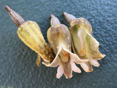 Gastrodia molloyi
