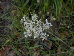 Perideridia gairdneri