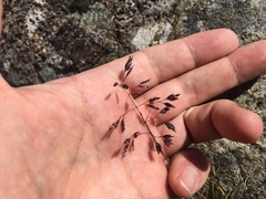 Poa gunnii