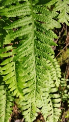 Polypodium glycyrrhiza