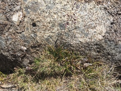 Poa gunnii