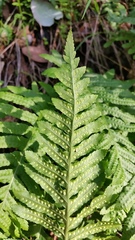 Polypodium glycyrrhiza