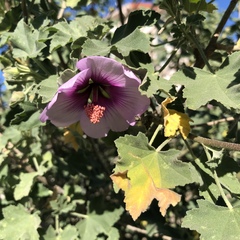 Malva subovata bicolor