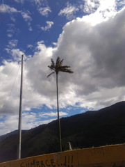 Ceroxylon quindiuense