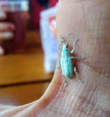 Compsus viridivittatus