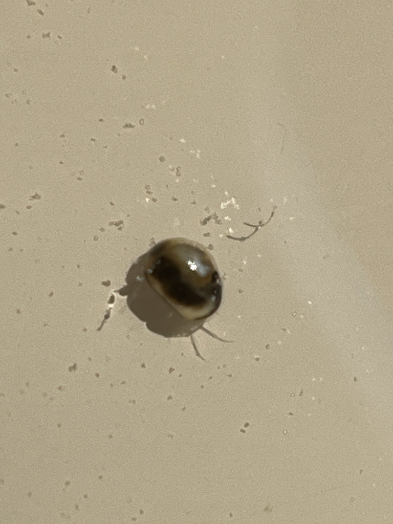Notodromas monacha