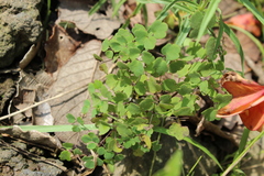 Thalictrum strigillosum