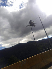 Ceroxylon quindiuense