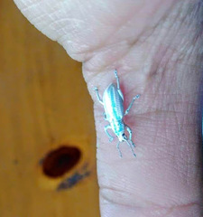 Compsus viridivittatus