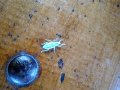 Compsus viridivittatus