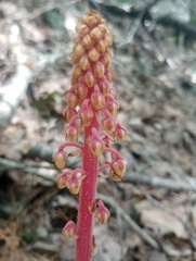 Pterospora andromedea image