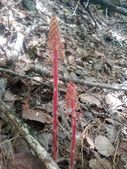 Pterospora andromedea image