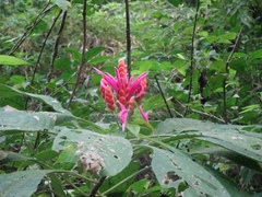 Aphelandra sinclairiana