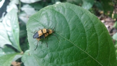 Chauliognathus flavipes